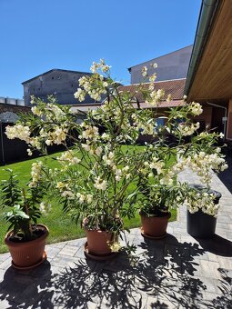 Predám oleander - 2