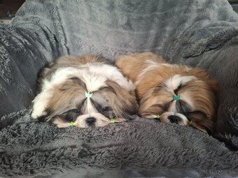 Shih tzu s Pp / shi-tzu / shitzu - 2