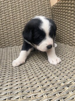 Šteniatka Labradora retrievera - 2