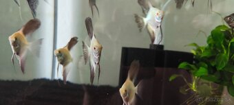 Pterophyllum Bulgarian - 2