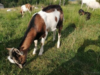 predám mladého capa - 2