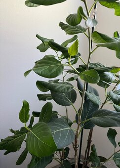 Izbove kvety Ficus - 2
