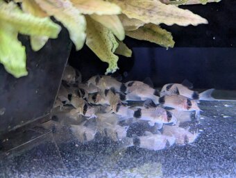 pancierniček panda....corydoras panda - 2