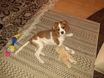 Cavalier King španiel - 2