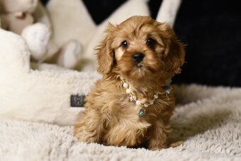 Cavapoo F1 psík hľadá milujúci domov - 2
