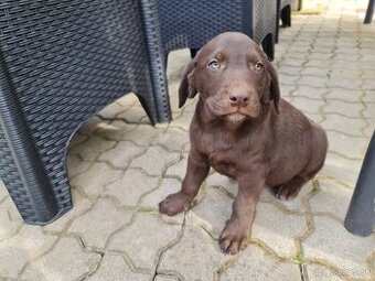 Labrador - 2