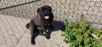 Mops na predaj - 2