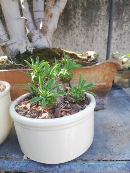 Sukulenty - 2