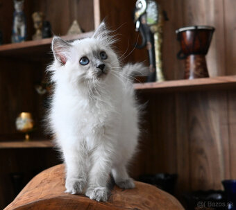 RAGDOLL mačička s rodokmeňom / PP/, odber júl - 2