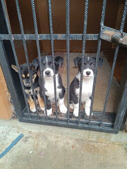 Husky kríženec - 2