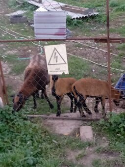 Kamerunská ovca - 2