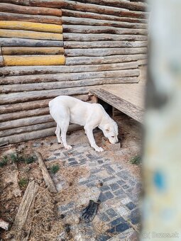 Stredoázijský ovčiak - 2