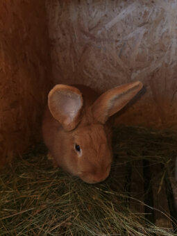 Burgundský králik - 2