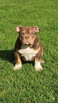 American Bully standard/pocket - 2