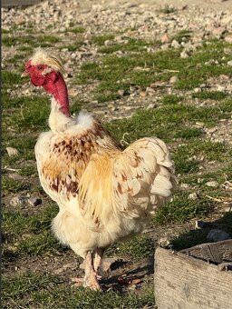 NA PREDAJ – nádherný trpasličí kohút - 2