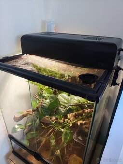 Terarium + pagekon 3ks - 2