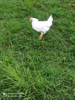 Predám čistokrvne kohúty leghorn - 2