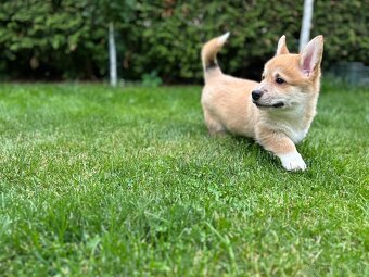 Welsh Corgi Pembroke - 2