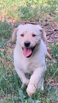 Labrador - 2