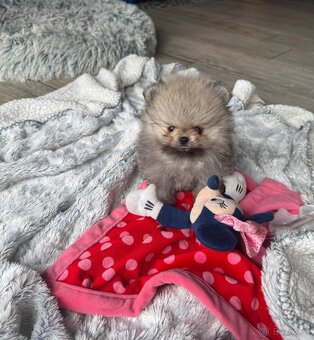 Pomeranian Boo - 2