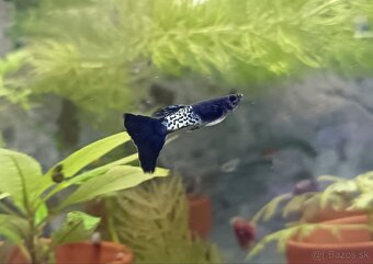 Gupky Blue Metalic (akcia 2+1 zdarma) - 2