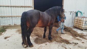 Ťažné žrebce - 2