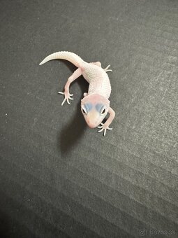 gekončik nočný murphy patternless mac snow temper albino - 2