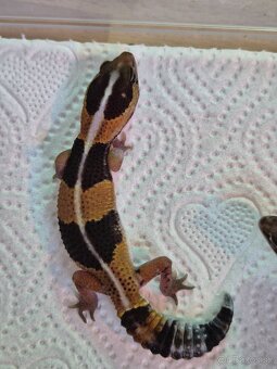 Gekončík africký - 2