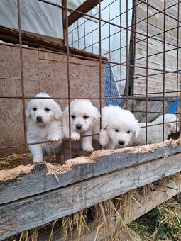 Slovenský čuvač - 2