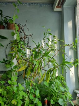 Kalísia voňavá - 2