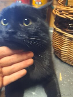 Darujem prítulného kocúrika - 2