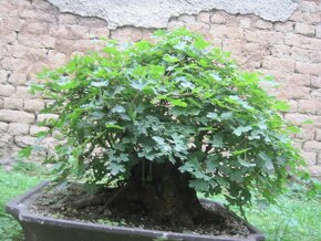 bonsai,bonsaj-javor maxi shohin - 2