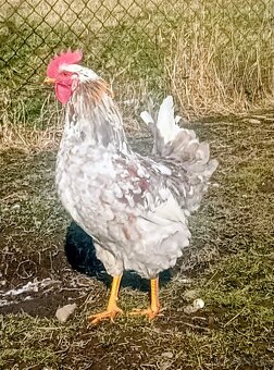 Kohút švédska  kverina - 2