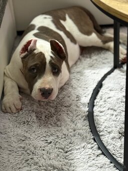 American Bully XL - 2