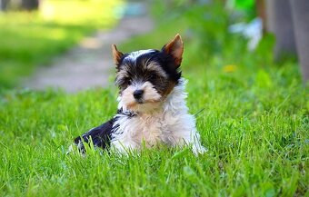 Biewer-yorkshirsky terrier  mini - 2