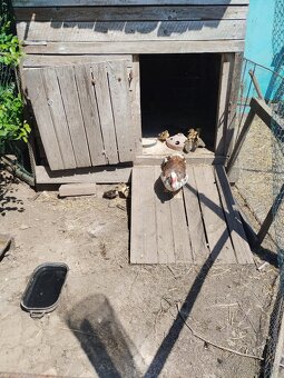 Pižmové kačice - 2