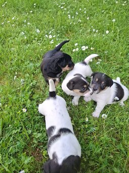 Jack Russela - 2