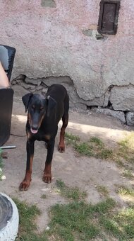 Doberman - 2