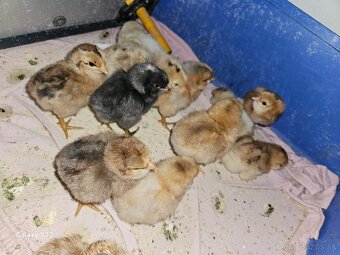Predám nasadové vajíčka araucana - 2