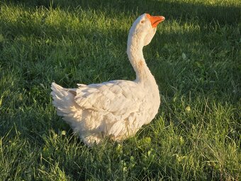 Predám ruské Cholmogorské husi - 2