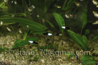 Poecilia wingei 'black silverado' - 2