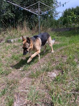 Nemecký ovčiak - 2