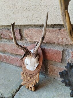 Trofeje srncov na podlozkach - 2