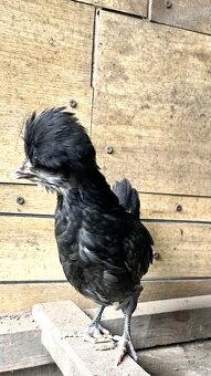 Okrasné sliepky a kohúty - 2