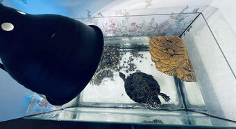 Vodná korytnačka - 2