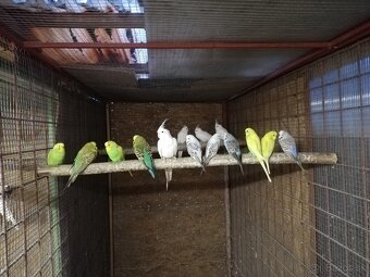 Andulky modré zelene - 2