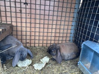 Francúzsky baran - 2