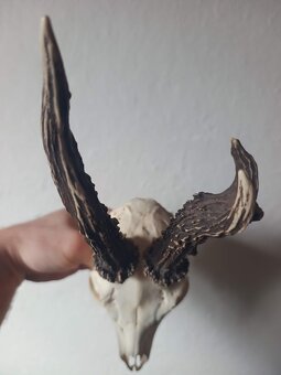 Trofej trofeje parohy parožie zhody,,,, - 2