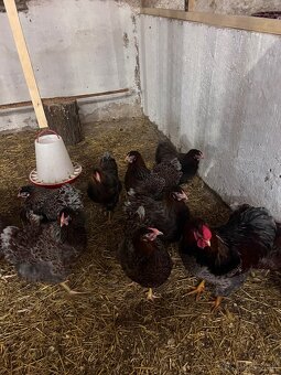 Násadové vajcia - 2