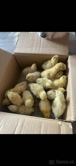 Násadové vajíčka prepelice TEXAS - 2